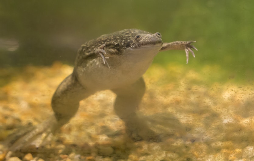 Биореактор кој им помага на жабите да ги регенерираат нозете
