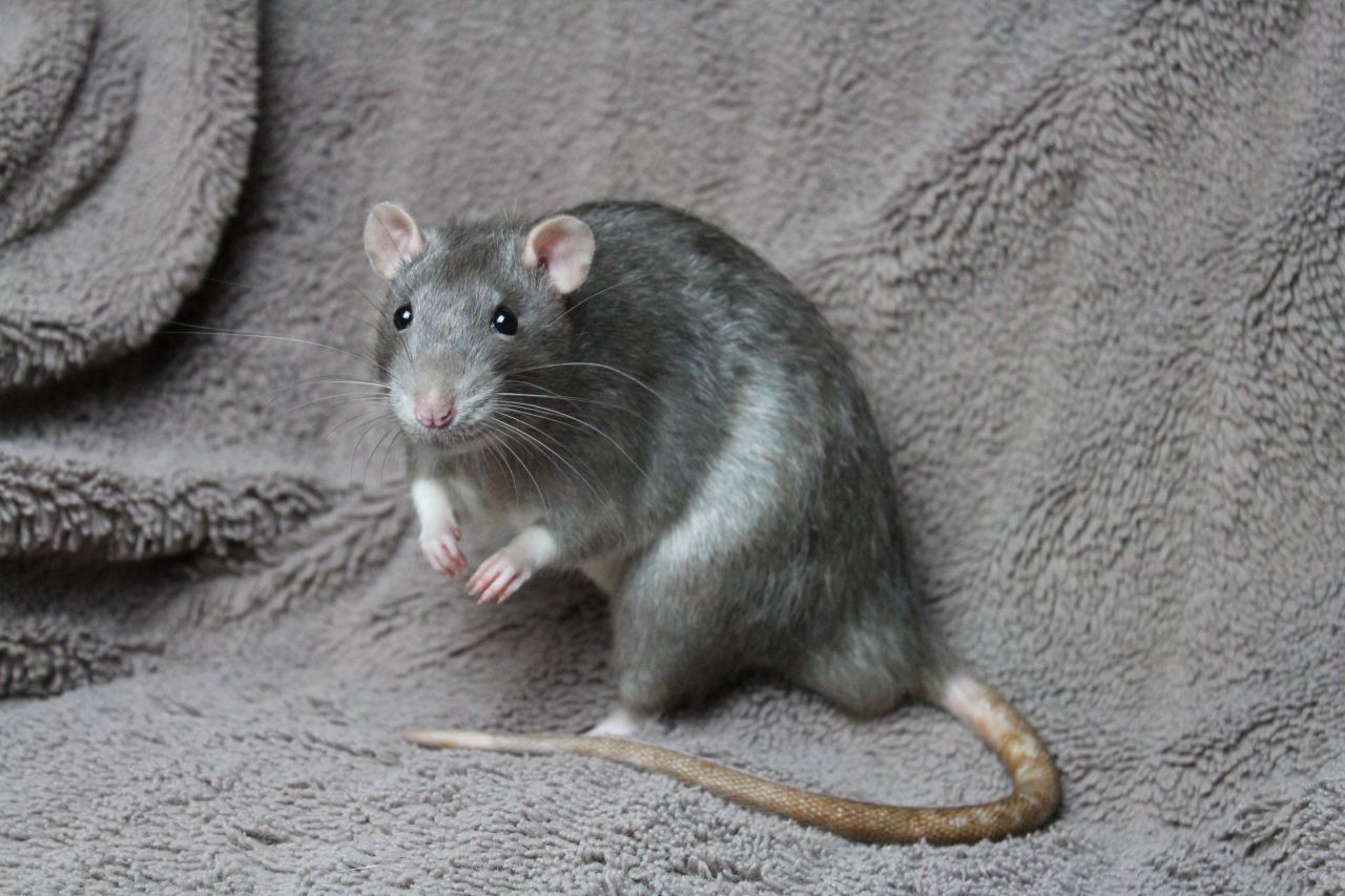 Високата изложеност на радиофреквентно зрачење е поврзана со ракот кај машките стаорци