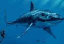 Дали големите морски животни биле жртви на супернова кон крајот на плеистоценот Дали големите морски животни биле жртви на супернова кон крајот на плеистоценот