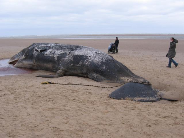 Морето на Сицилија исфрли кит полн со пластика