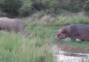 Овој вид на животни е спасен од целосно истребување (ВИДЕО) Овој вид на животни е спасен од целосно истребување (ВИДЕО)