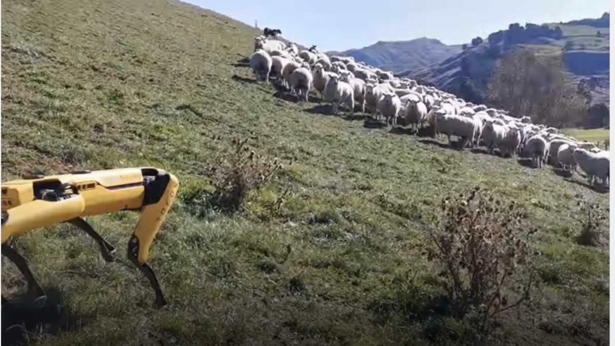 Куче-робот носи овци на пасиште (ВИДЕО)
