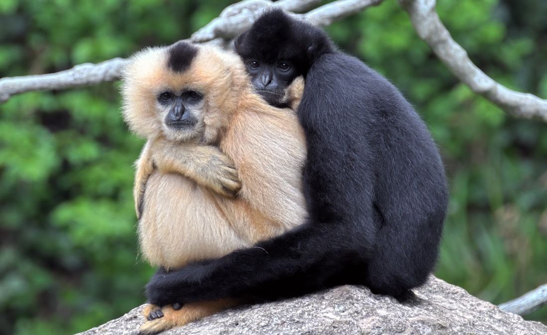 Откриена нова двојка од најзагрозениот вид мајмуни во светот