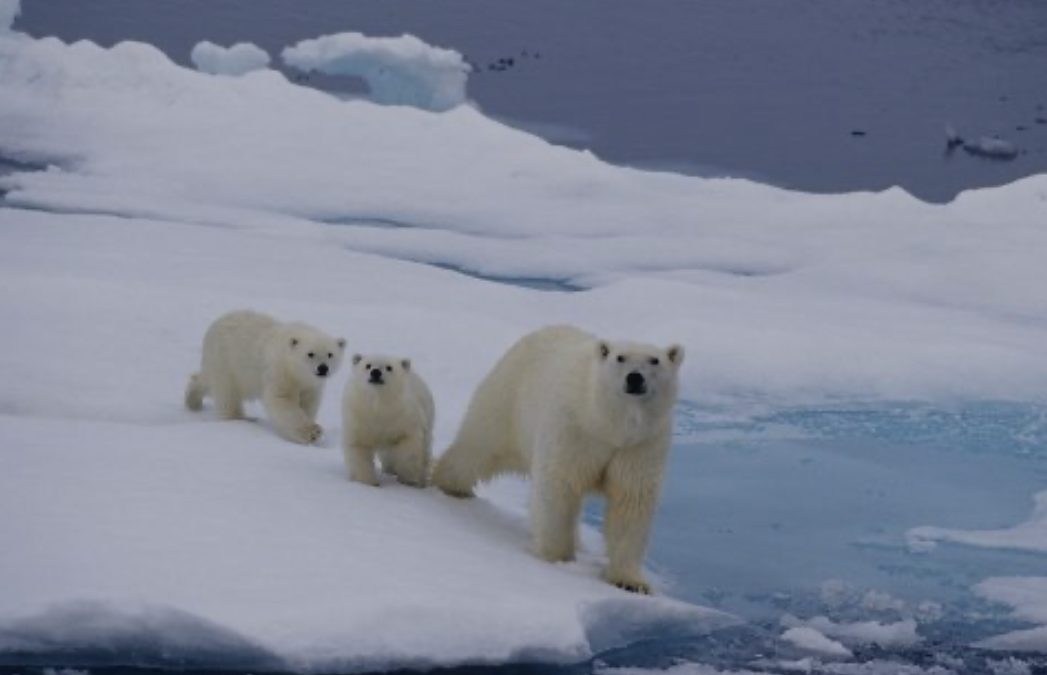 Поларните мечки ќе исчезнат до 2100 година