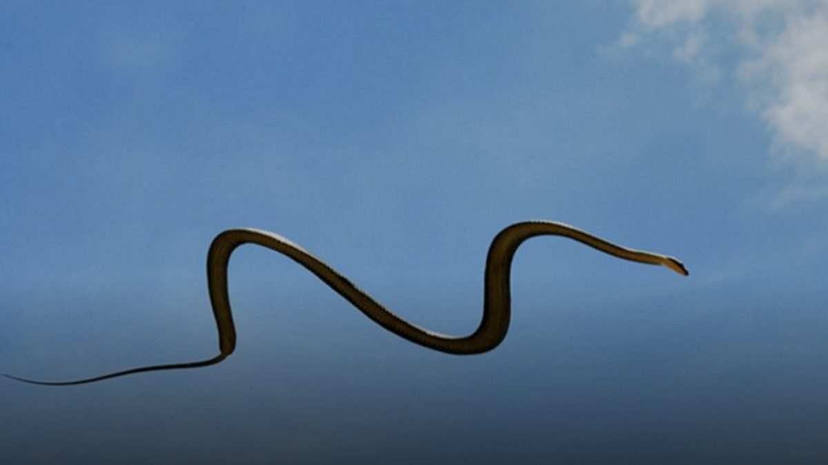 Науката го објасни начинот на движење на летечката змија (ВИДЕО)