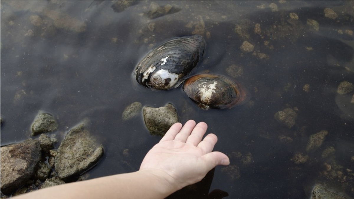 Инвазија на џиновски мекотели: Кинески школки ја заразија и освоија Волга