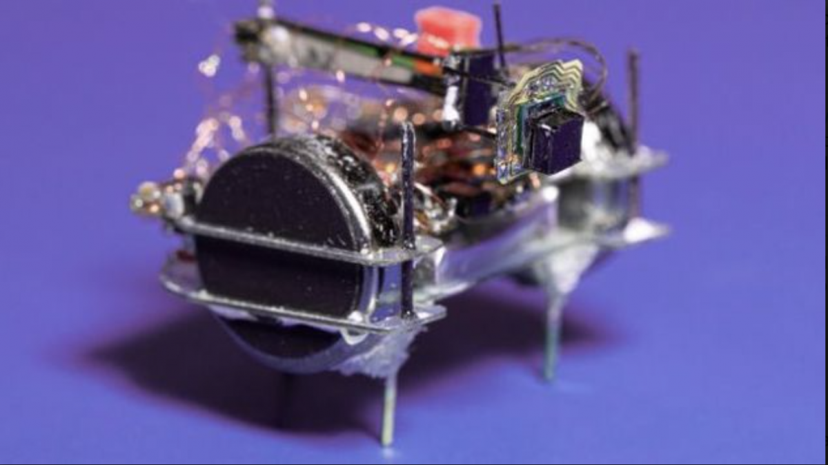 Истражувачите направија минијатурна камера за инсекти (ВИДЕО