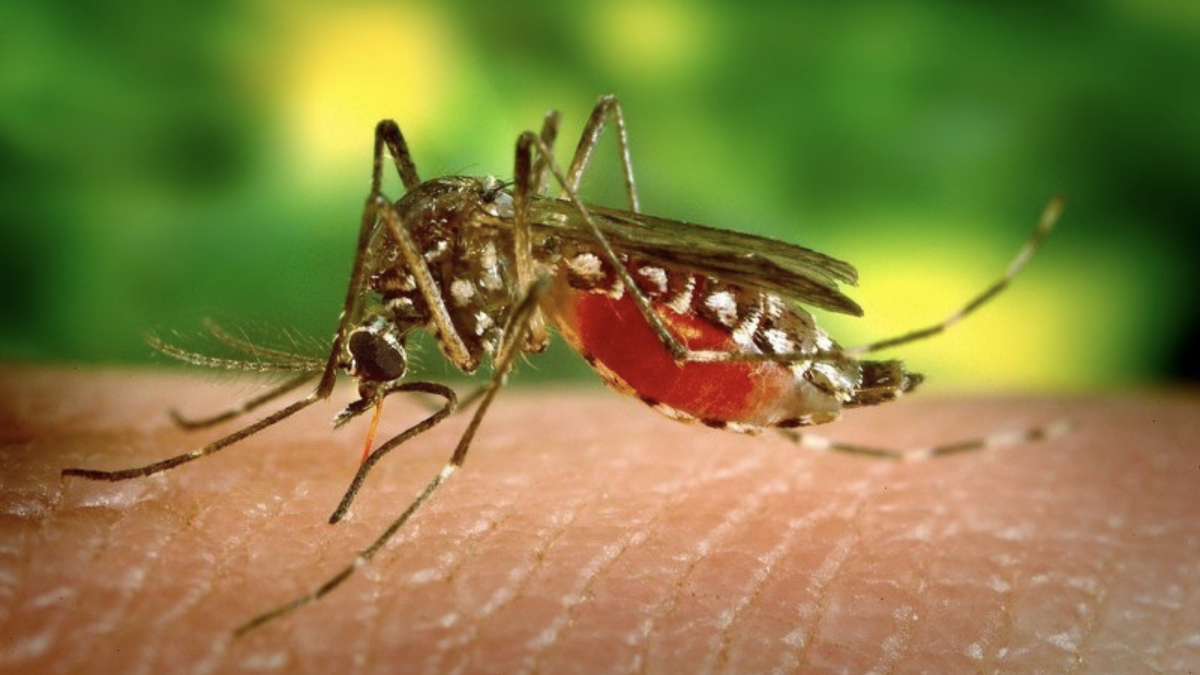 Флорида пушта 750 милиони генетски модифицирани комарци