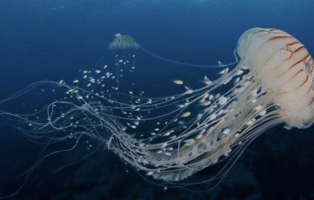 Медузата можна замена за вообичаените морски специјалитети