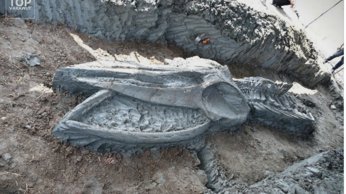 Скелет на кит стар помеѓу 3.500 и 5.000 години пронајден на Тајланд