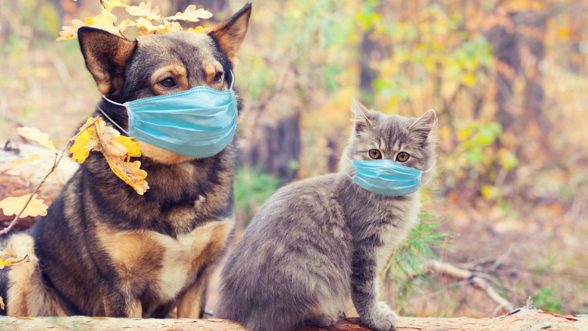 Научниците предупредуваат: Можеби и домашните миленици ќе треба да се вакцинираат против Ковид-19