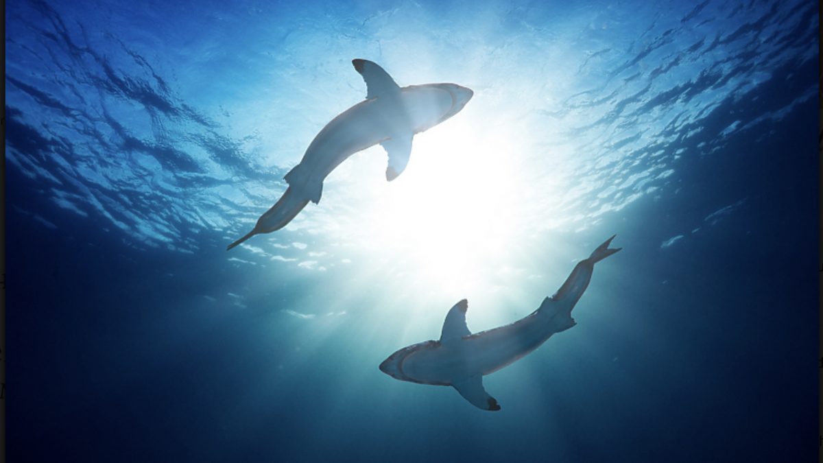 Во последните 50 години бројот на ајкули се намали за 70 проценти