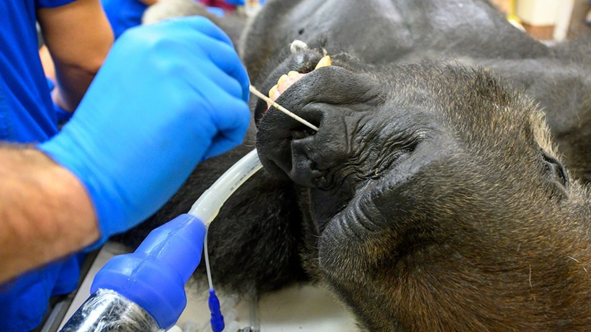 Прв случај на зараза со коронавирус кај горили