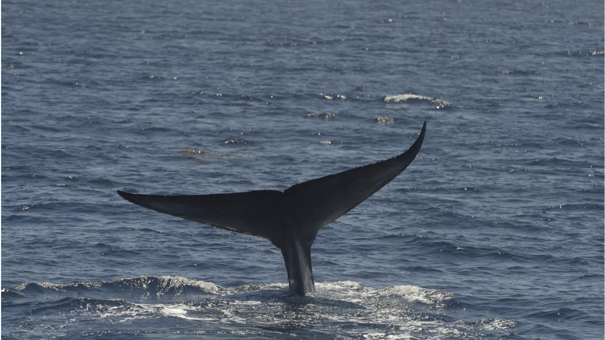 Погледнете како китовите се принудени да ги избегнуваат бродовите додека се хранат (ВИДЕО)