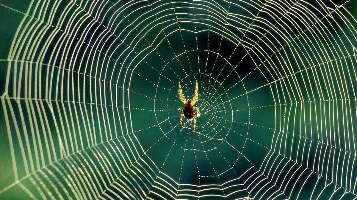 Научниците креираа музика од пајажина на пајаци (ВИДЕО)
