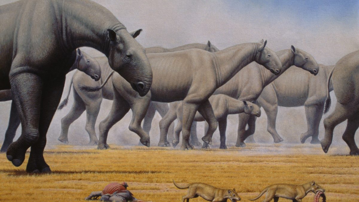 Џиновски праисториски носорог бил најголемиот цицач што некогаш одел по Земјата