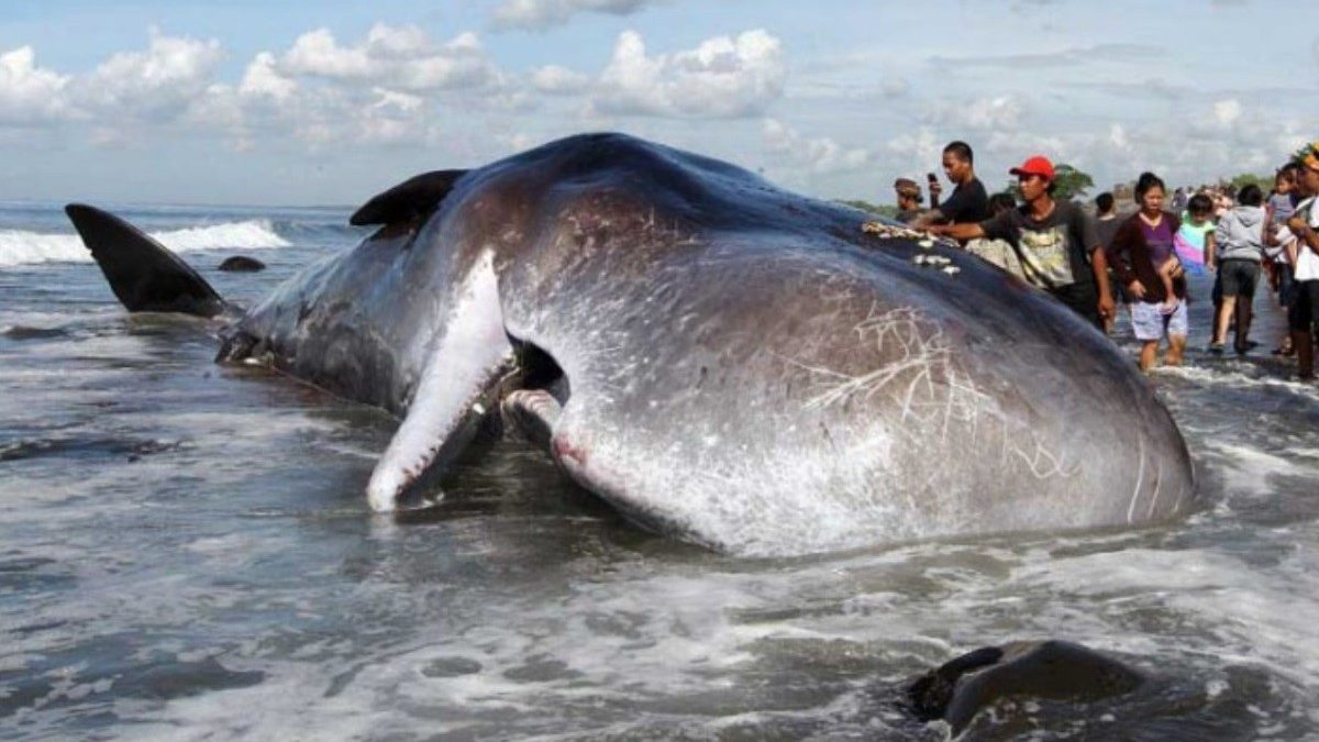 Во утробата на мртов кит пронајдена лигава супстанца вредна милион евра