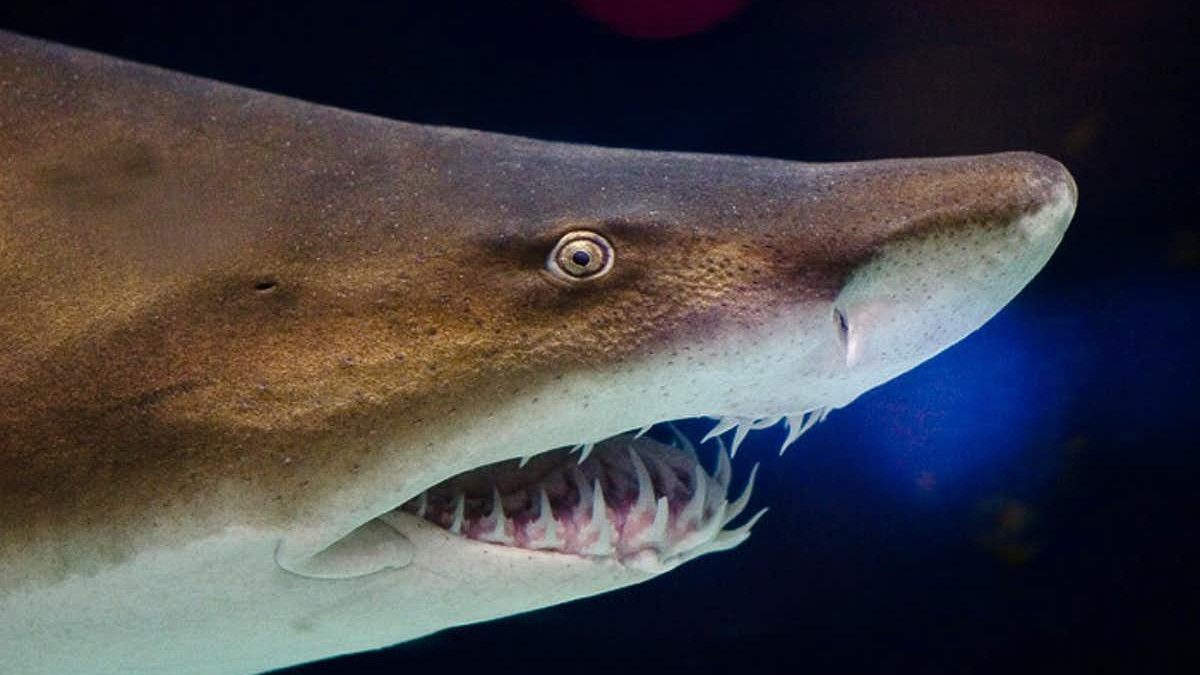 Заби на праисториски ајкули укажуваат на климатска криза пред 325 милиони години