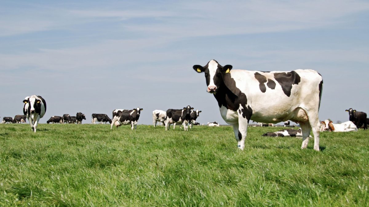 Дали кравите се поголеми загадувачи од автомобилите?