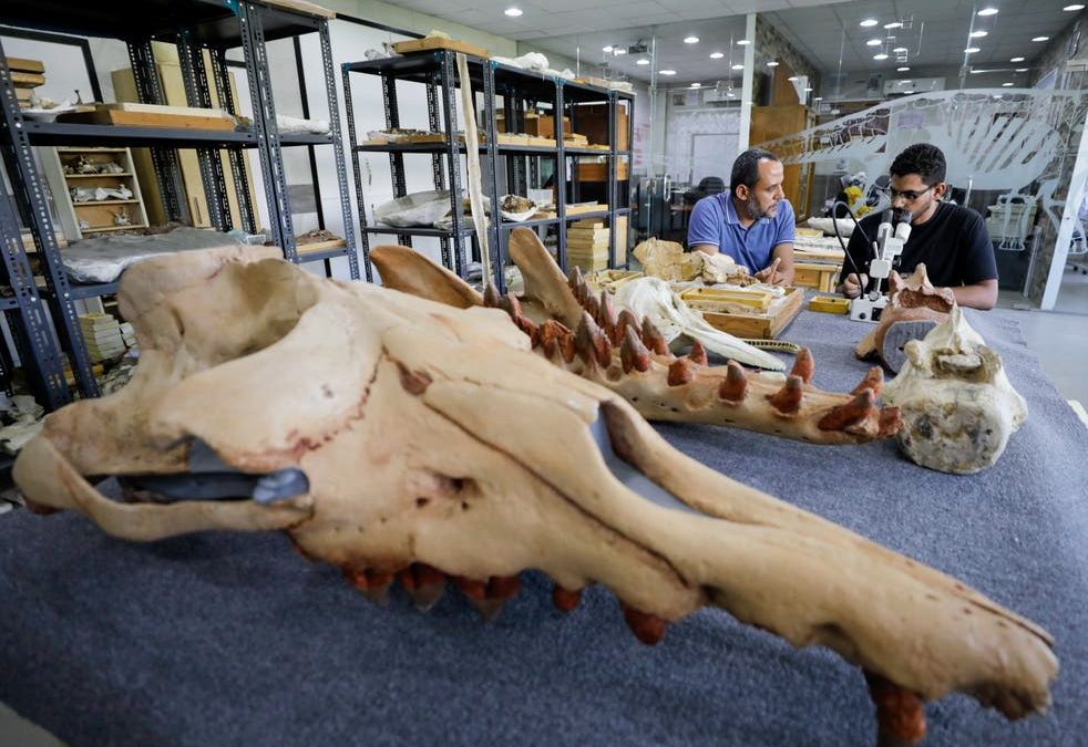 Во Египет пронајден фосил на кит со четири нозе, кој живеел под вода и на копно