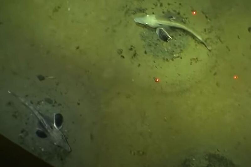Под Антарктикот пронајдена колонија од 60 милиони ледени риби (ВИДЕО)