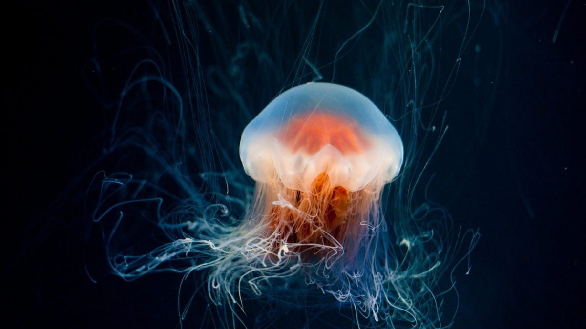 Во Ровињ е пронајдена нов вид на медуза