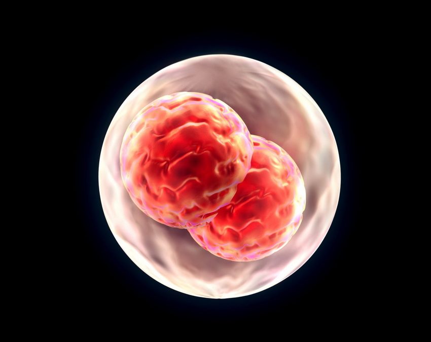 Кинески научници со помош на вештачка интелигенција создадоа „дадилка“ за ембриони
