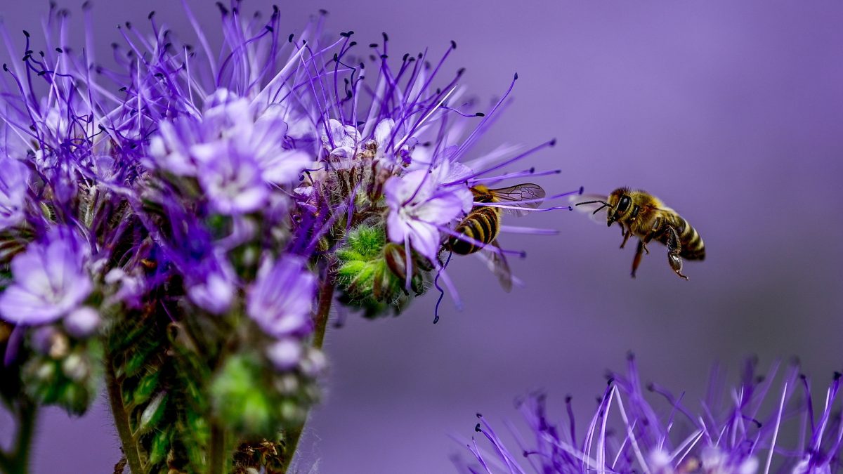 Германски научник верува дека пчелите се интелигентни и поседуваат емоции