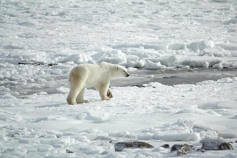 Поларните мечки се навикнуваат да ловат без морски мраз