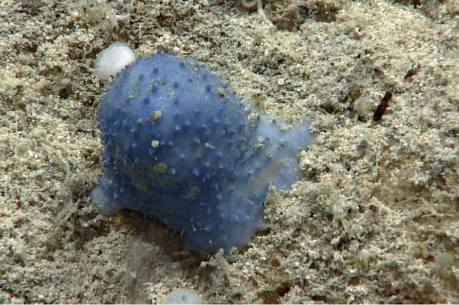ВИДЕО: Мистериозно сино суштество на дното на морето ги збуни научниците